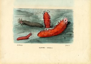 Concombre de mer, 1863-79 - Raimundo Petraroja